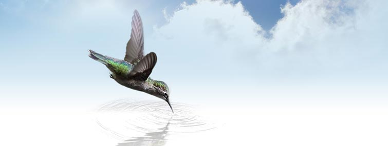 Colibri