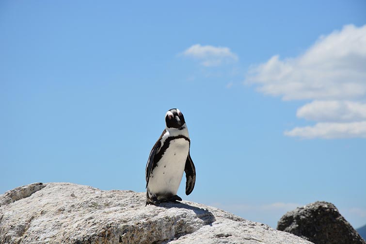 Penguin